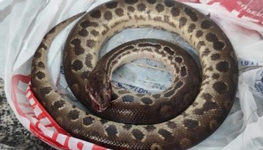 Imagem referente a Bêbado mata cobra a mordidas após ser atacado