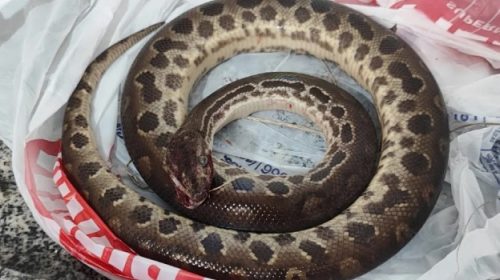 Bêbado mata cobra a mordidas após ser atacado Imagem referente a Bêbado mata cobra a mordidas após ser atacado