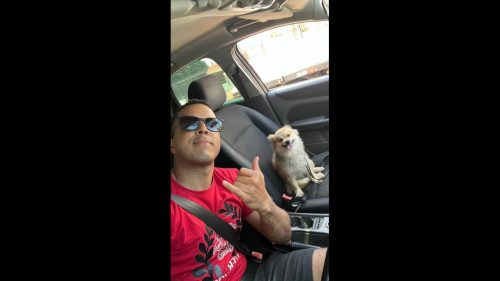 Cachorro Mike desapareceu no bairro Centro