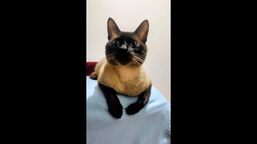 Gato Chico desapareceu nas proximidades do bairro Parque São Paulo