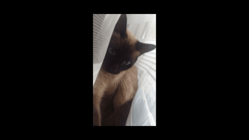 Gato Babydi desapareceu no bairro Country