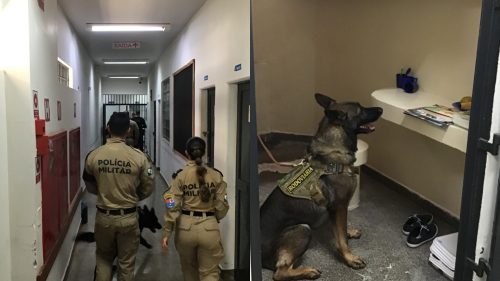 Cães do BPRv reforçam operação da Polícia Penal Federal em Catanduvas