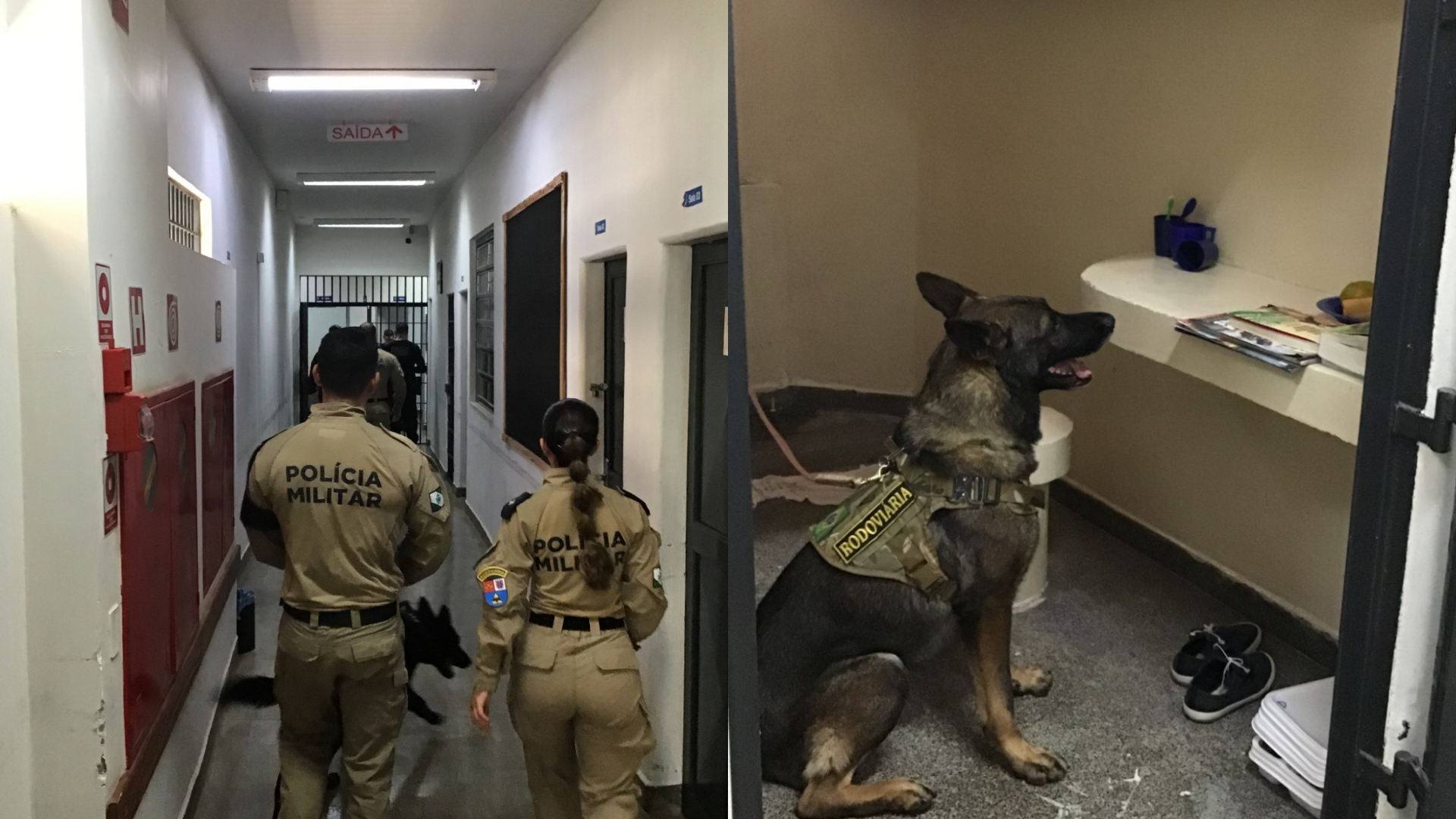 Cães do BPRv reforçam operação da Polícia Penal Federal em Catanduvas Cães do BPRv reforçam operação da Polícia Penal Federal em Catanduvas