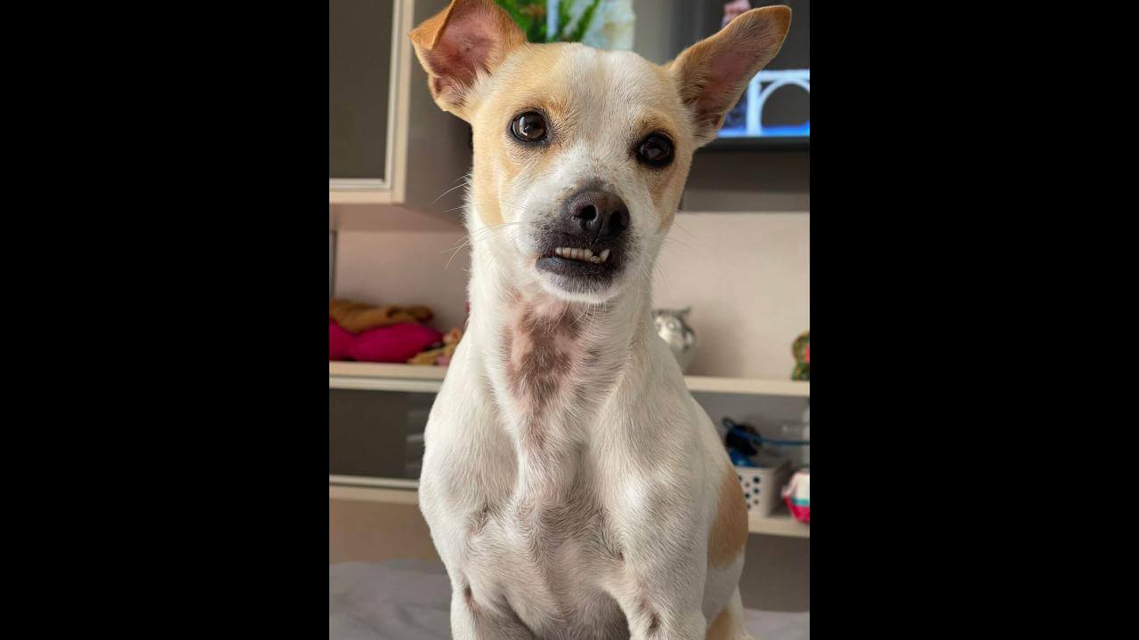 Cachorra Pitchulinha desapareceu no bairro Fag Cachorra Pitchulinha desapareceu no bairro Fag