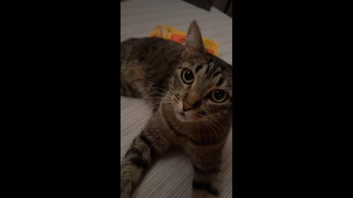 Gata Princesa desapareceu no bairro Florais do Paraná