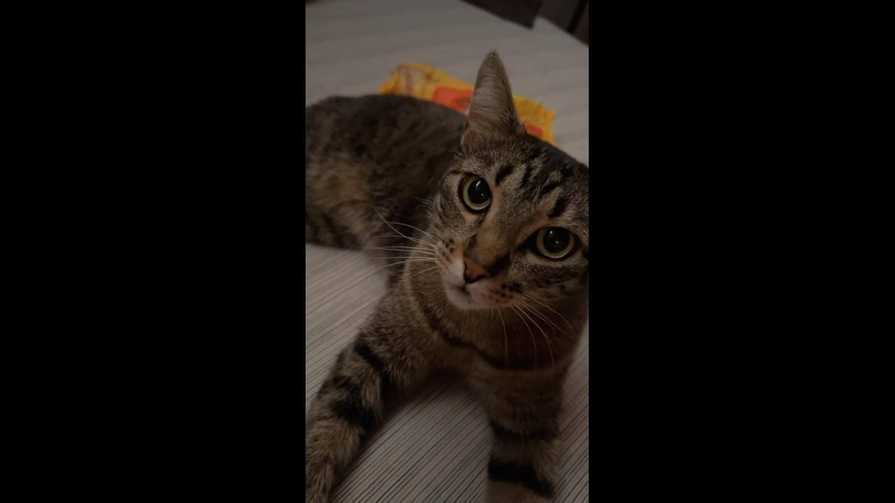 Gata Princesa desapareceu no bairro Florais do Paraná Gata Princesa desapareceu no bairro Florais do Paraná