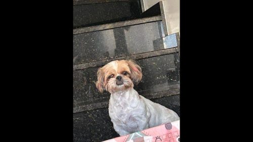 Cachorra fêmea Shitzu branca desapareceu no bairro Tropical II