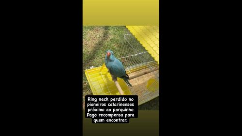 Papagaio Ring Neck azul nome Zazul desapareceu no bairro Pioneiros Catarinenses