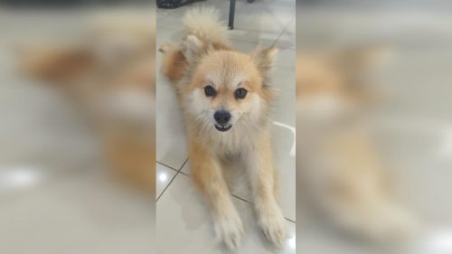 Cachorrinho caramelo é encontrado perto do McDonald’s na Avenida Brasil