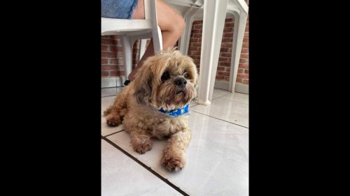 Cachorro é encontrado no bairro Claudete