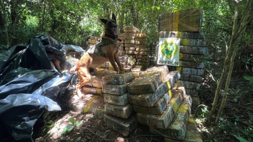 BPFron localiza 1,5 tonelada de maconha escondida em mata em Santa Helena