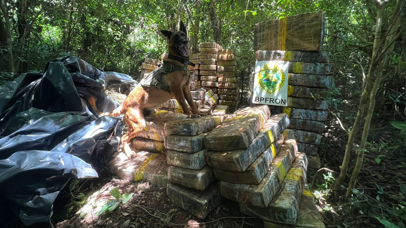 BPFron localiza 1,5 tonelada de maconha escondida em mata em Santa Helena BPFron localiza 1,5 tonelada de maconha escondida em mata em Santa Helena