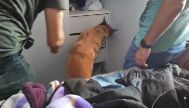 Imagem referente a Polícia Civil apreende drogas e prende suspeito por tráfico no bairro Santa Cruz, em Cascavel