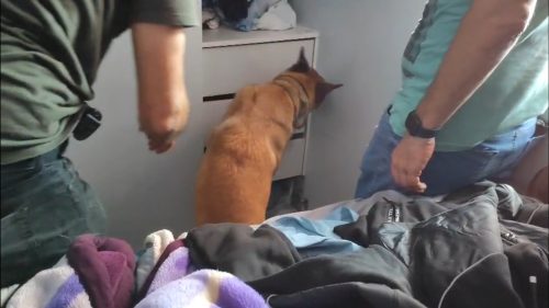 Polícia Civil apreende drogas e prende suspeito por tráfico no bairro Santa Cruz, em Cascavel