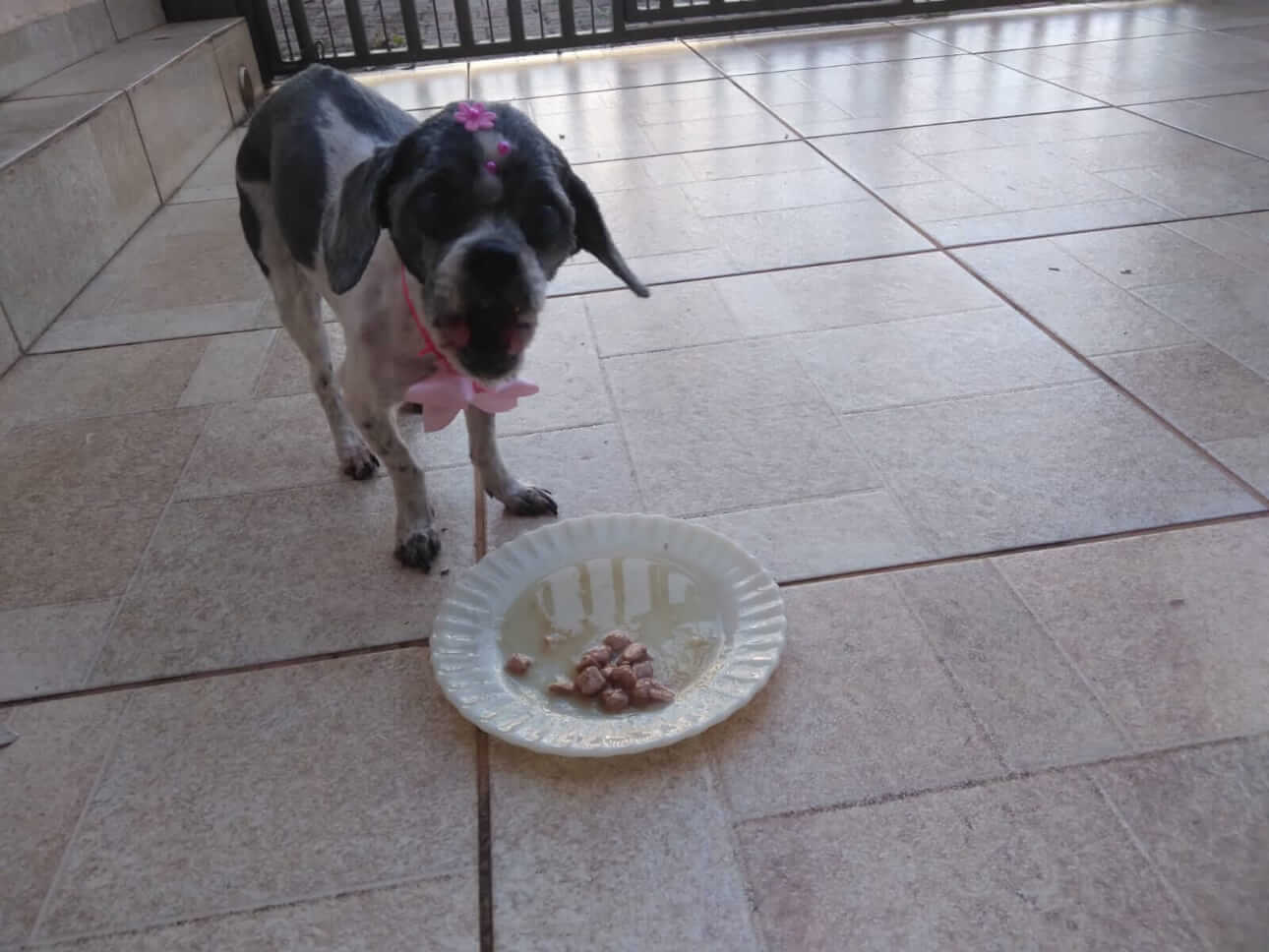 Cachorra Meg desapareceu no bairro São Cristóvão