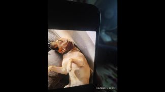 Imagem referente a Cachorro Tobias desapareceu no bairro Floresta