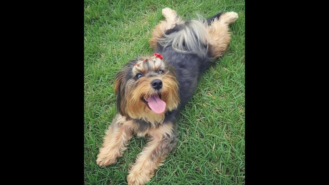 Cachorra que atende por Maria Clara desapareceu no bairro Cataratas