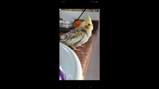 Imagem referente a Calopsita desapareceu no bairro Periolo