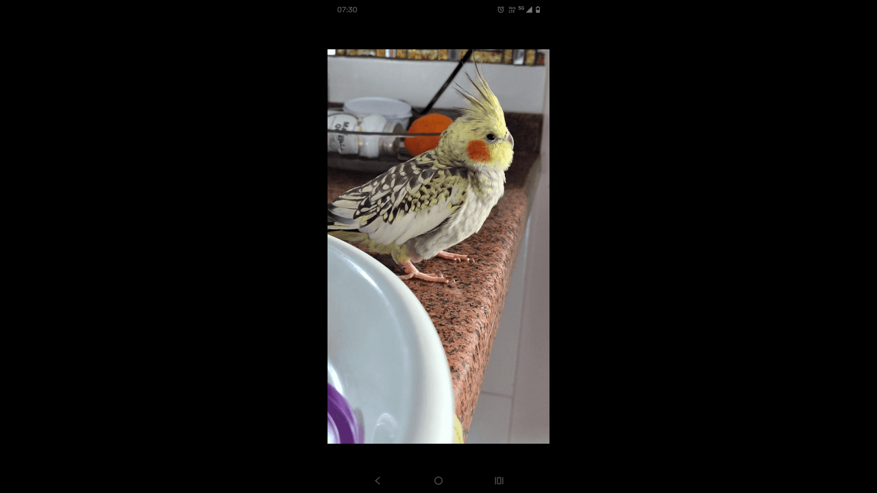 Calopsita desapareceu no bairro Periolo