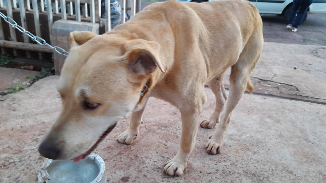 Cachorro é encontrado no bairro Santos Dumont