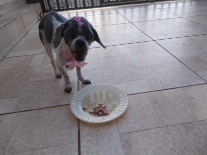 Imagem referente a Cachorra Magie desapareceu no bairro São Cristóvão