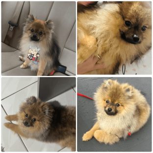 Cachorro Buzz desapareceu no bairro Santa Felicidade Imagem referente a Cachorro Buzz desapareceu no bairro Santa Felicidade