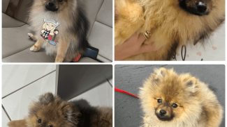 Imagem referente a Cachorro Buzz desapareceu no bairro Santa Felicidade