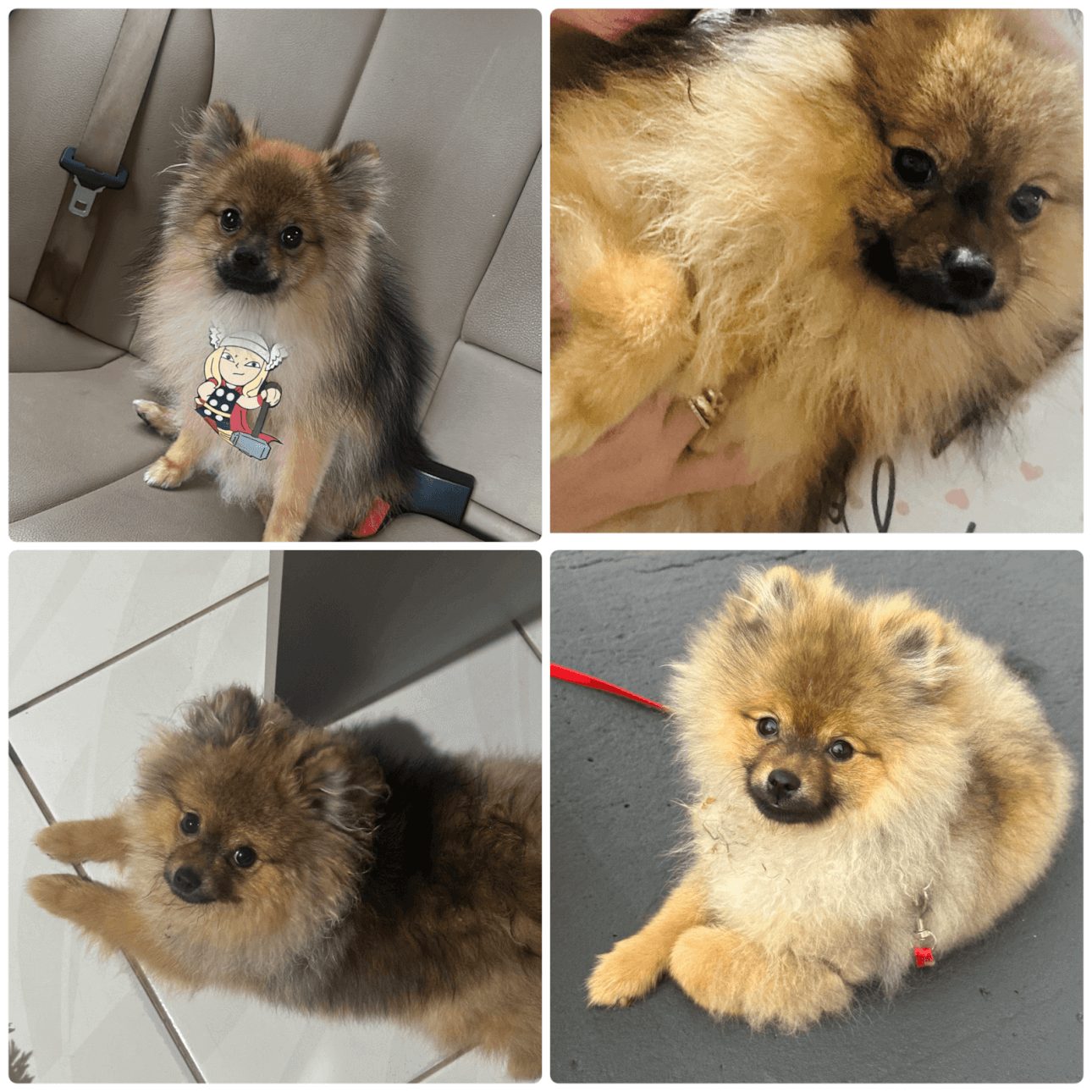 Cachorro Buzz desapareceu no bairro Santa Felicidade