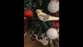 Imagem referente a Calopsita Pandora desapareceu no bairro Ciro Nardi