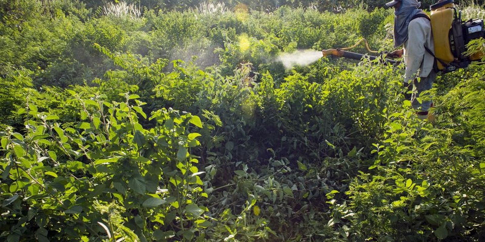 Agrotóxicos atingem população já em vulnerabilidade, diz especialista Agrotóxicos atingem população já em vulnerabilidade, diz especialista