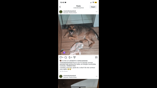 Imagem referente a Cachorro Paçoca desapareceu no bairro Canadá