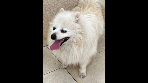 Cachorro é encontrado no bairro Maria Luiza Cachorro é encontrado no bairro Maria Luiza