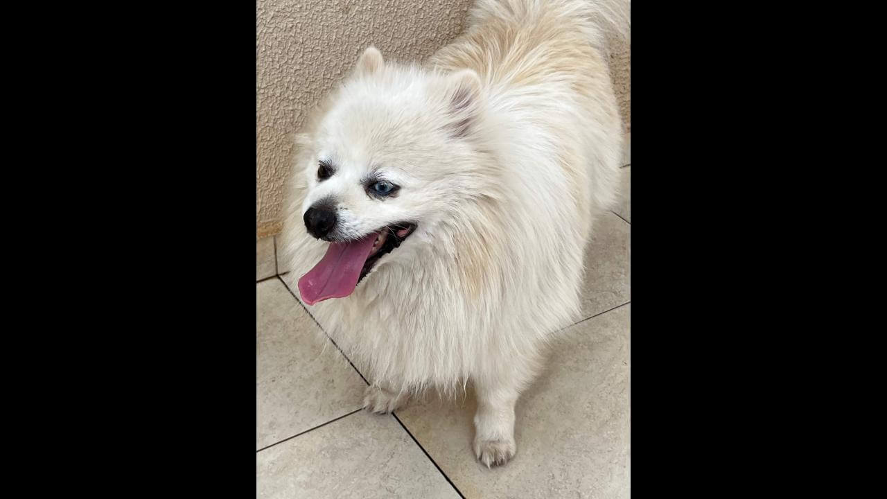 Cachorro é encontrado no bairro Maria Luiza