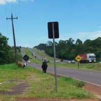 Imagem referente a Bovinos soltos às margens da BR-277 preocupam moradores no Bairro Cascavel Velho