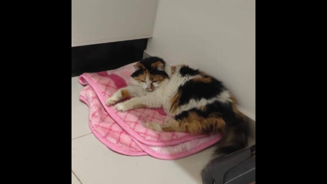 Gata Annie desapareceu no bairro Coqueiral