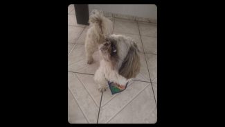 Cachorro desapareceu no bairro Pioneiros Catarinenses Imagem referente a Cachorro desapareceu no bairro Pioneiros Catarinenses