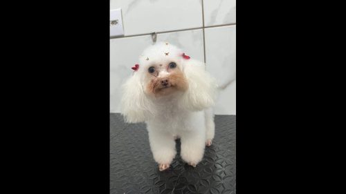 Cachorra BEL desapareceu no bairro Canadá Imagem referente a Cachorra BEL desapareceu no bairro Canadá