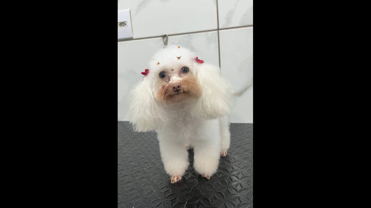 Cachorra BEL desapareceu no bairro Canadá