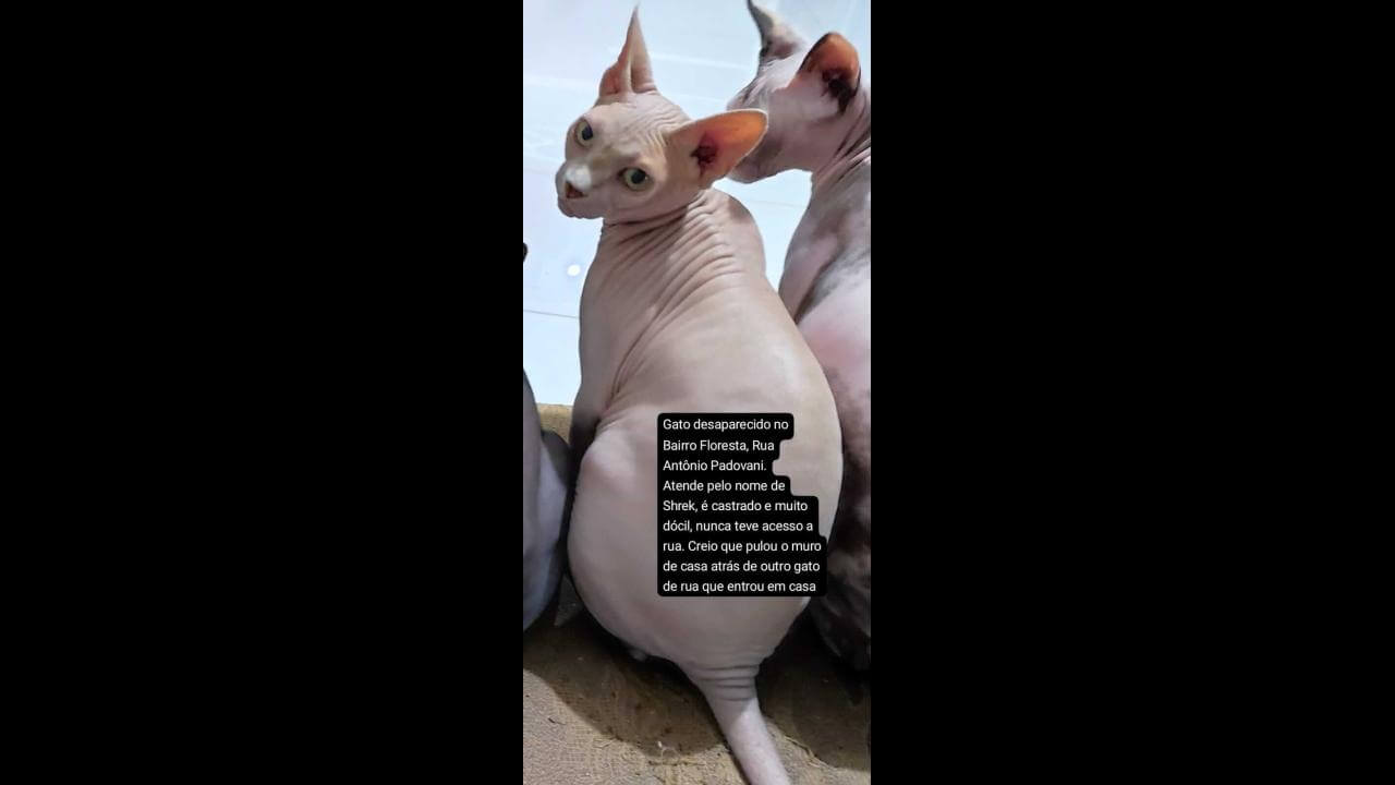Gato Shrek desapareceu no bairro Floresta