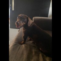 Imagem referente a Cachorra é encontrada no bairro Pioneiros Catarinenses