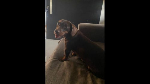 Cachorra é encontrada no bairro Pioneiros Catarinenses Imagem referente a Cachorra é encontrada no bairro Pioneiros Catarinenses