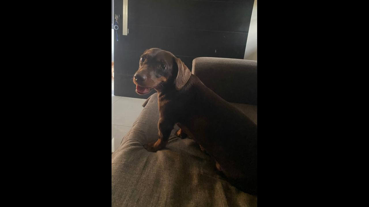 Cachorra é encontrada no bairro Pioneiros Catarinenses
