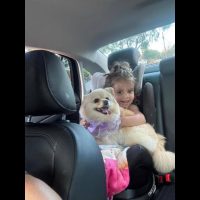 Imagem referente a Cachorra Jade desapareceu no bairro Cascavel Velho