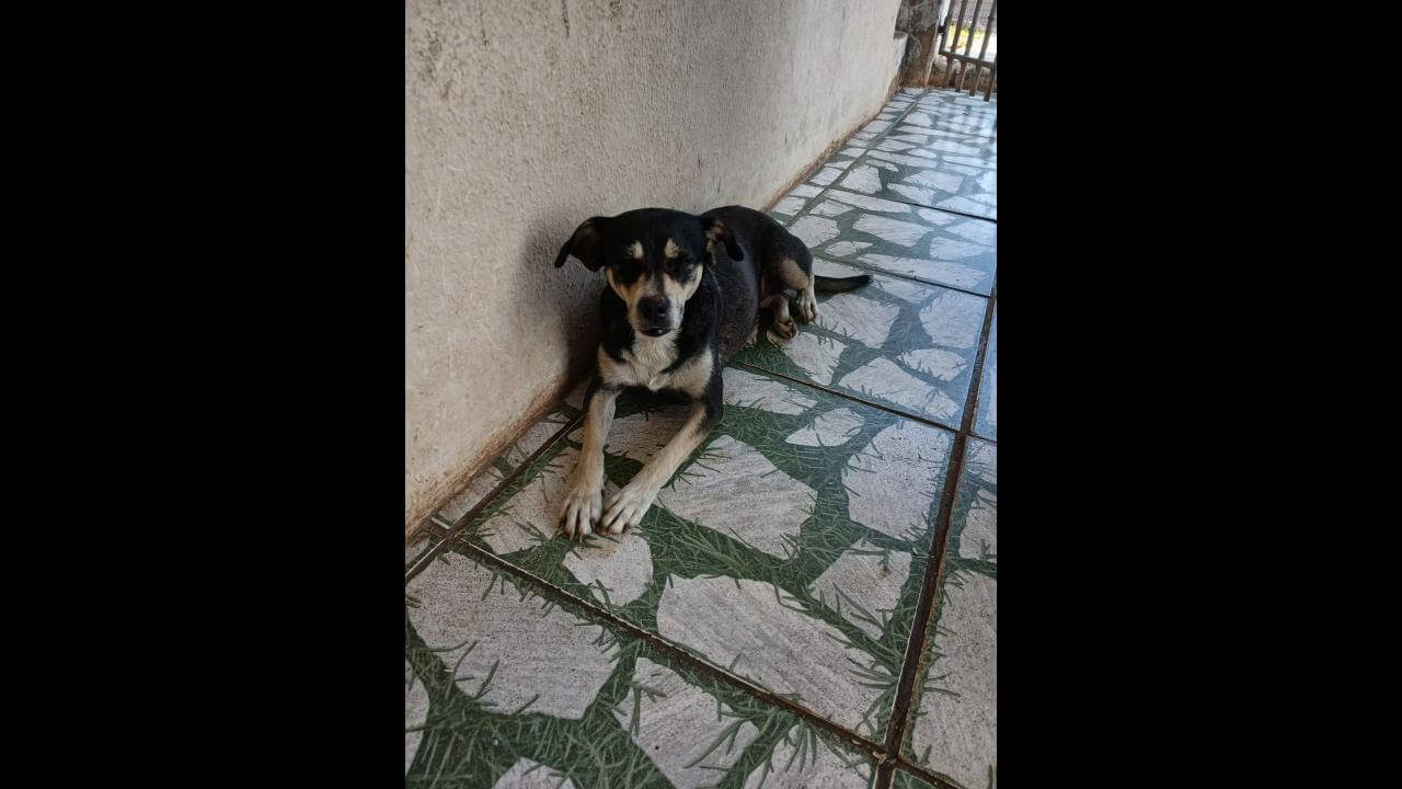 Cachorra é encontrada no bairro Floresta