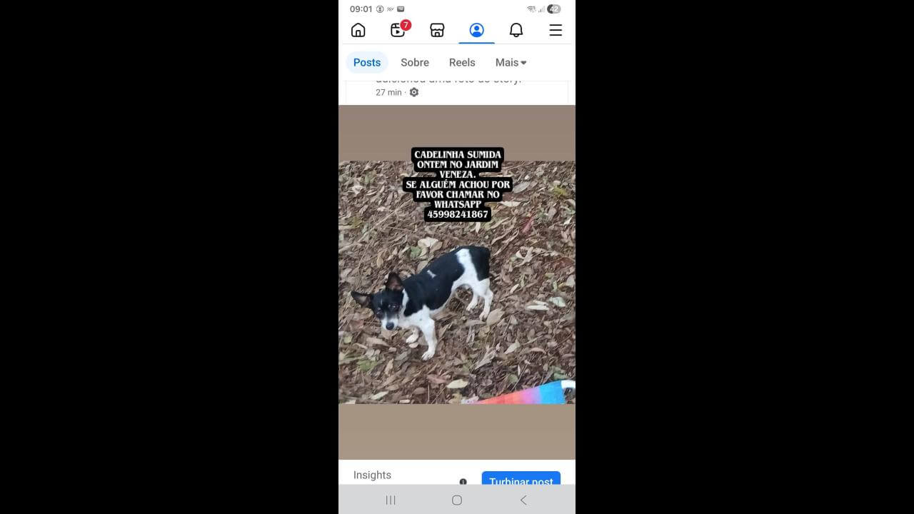 Cachorra Mini desapareceu no bairro Cascavel Velho