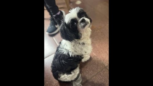 Cachorra Madonna desapareceu no bairro Claudete Cachorra Madonna desapareceu no bairro Claudete