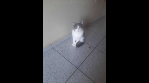 Gato ‘Azul’ desapareceu no bairro Neva Imagem referente a Gato ‘Azul’ desapareceu no bairro Neva