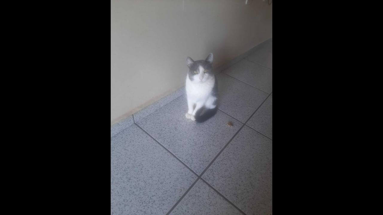 Gato 'Azul' desapareceu no bairro Neva