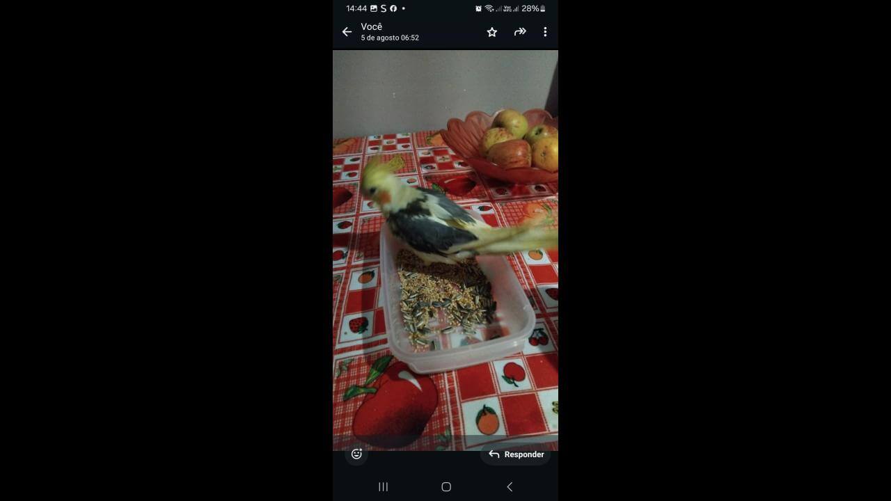 Calopsita Juju desapareceu no bairro Santa Felicidade Calopsita Juju desapareceu no bairro Santa Felicidade