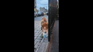 Cachorro é encontrado no bairro Centro Imagem referente a Cachorro é encontrado no bairro Centro